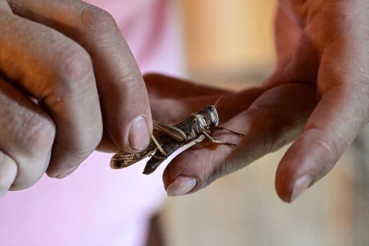 Antalya’da üretilen böcekler Konya’da köpek mamasına dönüşüyor 10